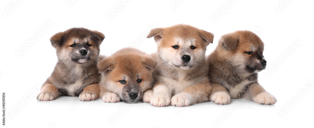 Adorable Akita Inu puppies on white background Adorable Akita Inu puppies on white background