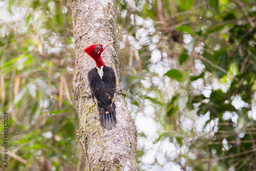 Pica-pau-rei (Campephilus robustus)  photo