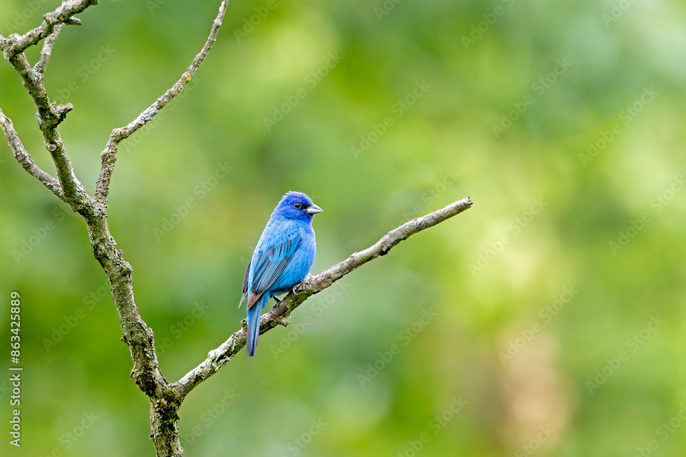 An Indigo Bunting Displays Its Brilliant Blue Hues An Indigo Bunting Displays Its Brilliant Blue Hues