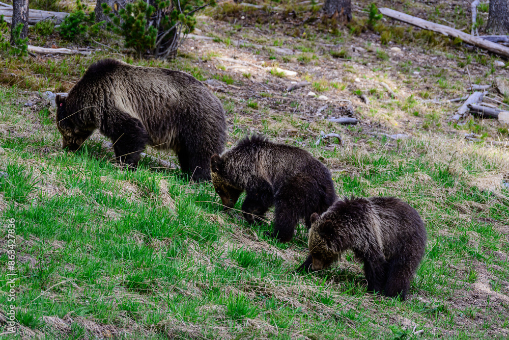 Three Bears Grazing in the Grass Three Bears Grazing in the Grass