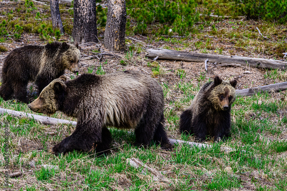 Bears Grazing in the Grass Bears Grazing in the Grass