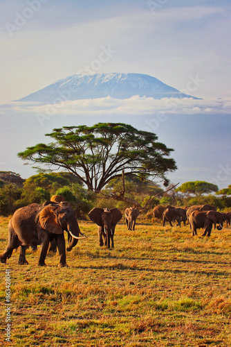 Quintessential African scene of Elephants on the move under the shadow of Africa's greatest mountain - Kilimanjaro at the Amboseli National park, Kenya