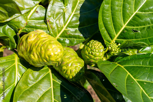 Close up of Noni fruits on the tree. Noni, or Morinda citrifolia, is a tree in the family Rubiaceae, or its fruit.