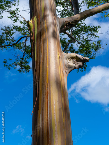 Rainbow Eucalyptus tree at Keahua Arboretum near Kapa'a, Kauai, Hawaii. Rainbow Eucalyptus is a tree of the species Eucalyptus deglupta with striking coloured streaks on its bark.  photo