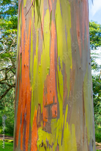 Rainbow Eucalyptus tree at Keahua Arboretum near Kapa'a, Kauai, Hawaii. Rainbow Eucalyptus is a tree of the species Eucalyptus deglupta with striking coloured streaks on its bark.  photo