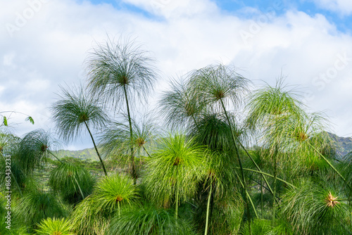 Cyperus papyrus (papyrus) growing in Kauai, Hawaii, USA. Cyperus papyrus is a species of aquatic flowering plant belonging to the sedge family Cyperaceae.  © JHVEPhoto