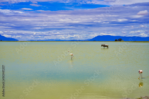 Obraz na plátně A wildebeest and a flamingo at the alkaline lake Amboseli at Amboseli national p