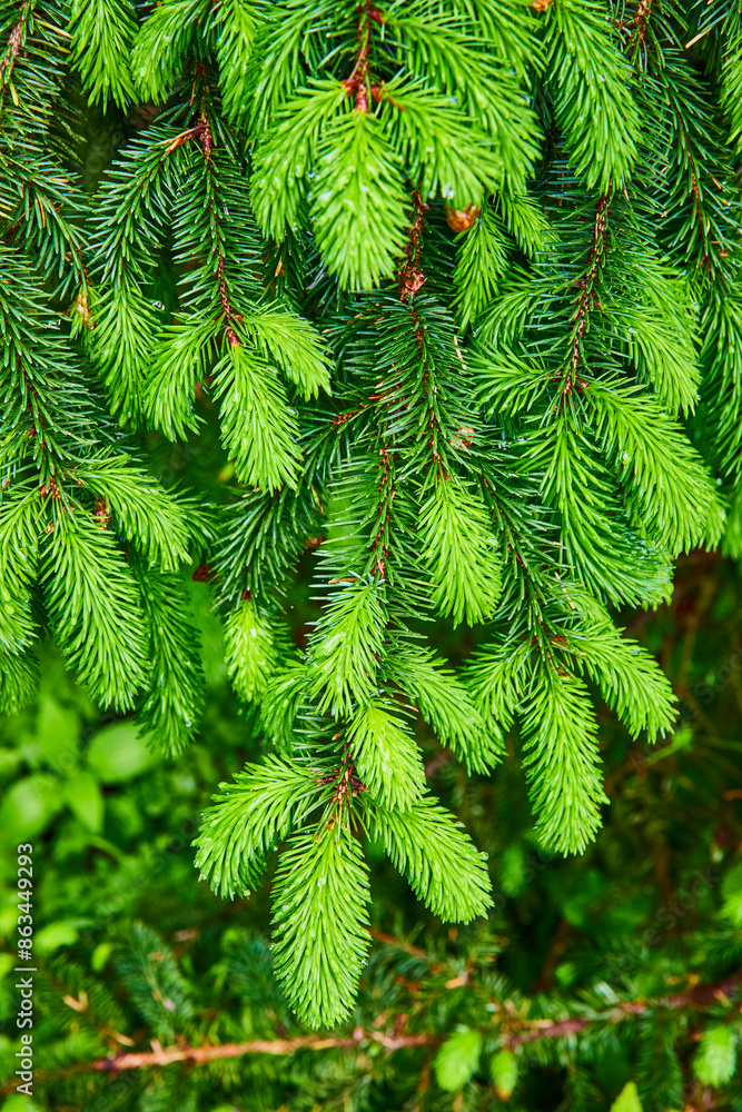 Vibrant Green Fir Branches with Dewy Texture Close-Up Vibrant Green Fir Branches with Dewy Texture Close-Up