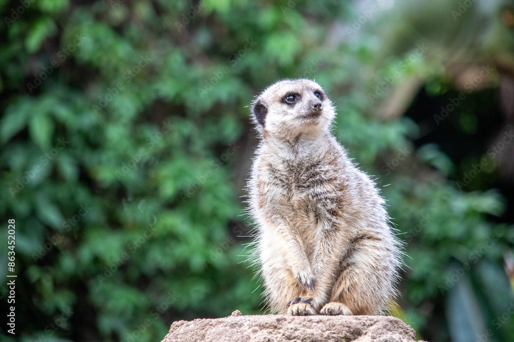 the meerkat looks away in close-up the meerkat looks away in close-up