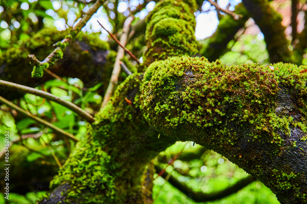 Fototapeta premium Lush Forest Moss on Gnarled Tree Branches Close-Up