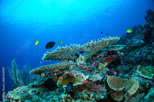 coral reef with fish