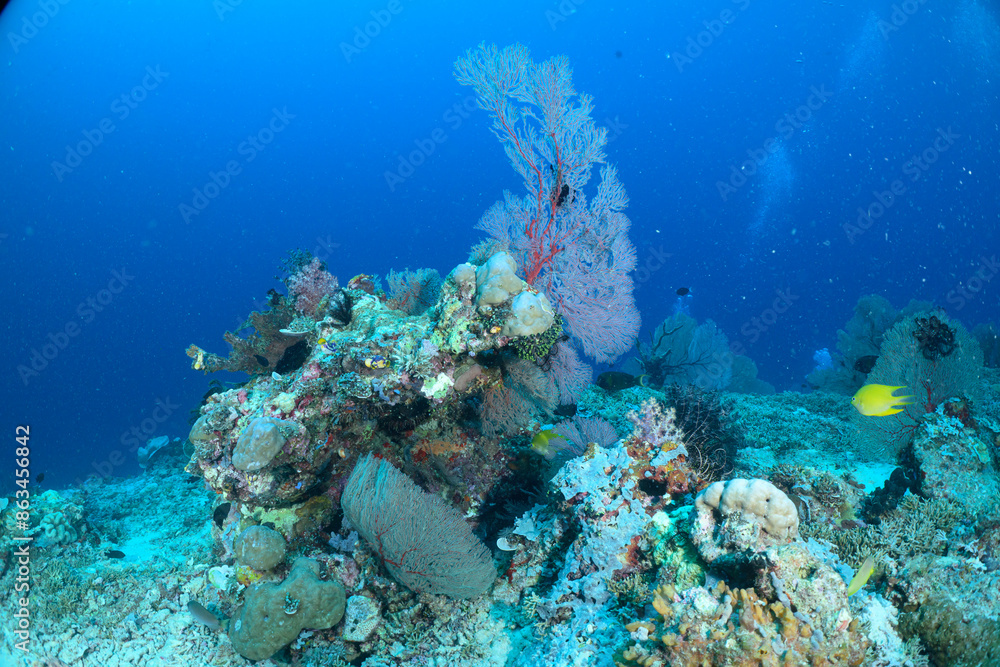 Obraz premium coral reef with fish