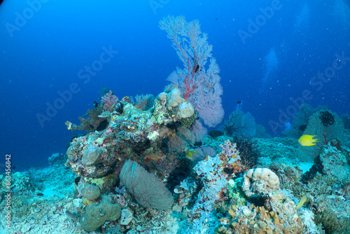 coral reef with fish