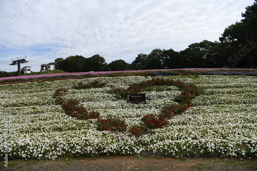 花畑の中にあるハート型の画像