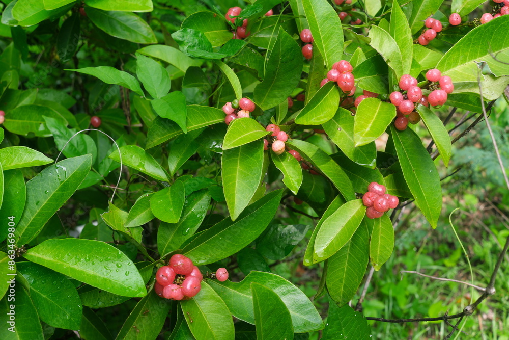 Closeup of Glycosmis pentaphylla or gin berry orange berry plant with bright pink fruits found in Batangas, Philippines. Closeup of Glycosmis pentaphylla or gin berry orange berry plant with bright pink fruits found in Batangas, Philippines.