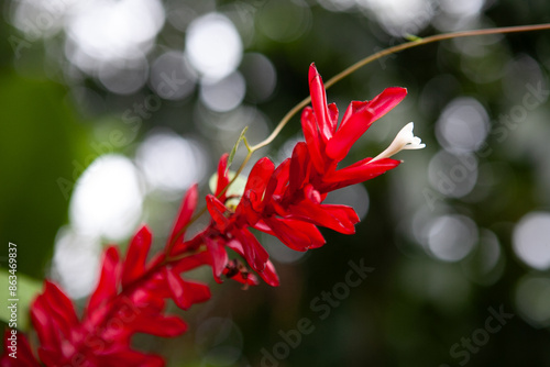 Close-up of red flowers found in El Yunque National Forest in Puerto Rico