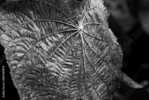 Decaying leaf of Yagrumo Hembra/Trumpet Tree (Cecropia peltata)  in El Yunque National Forest, Puerto Rico photo