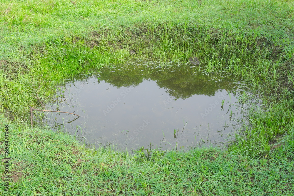 A carabao or water buffalo puddle in grass field. A carabao or water buffalo puddle in grass field.