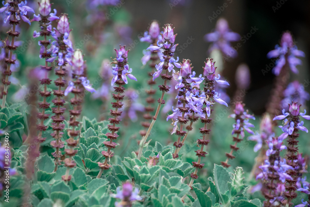 Obraz premium lavender flowers in the garden