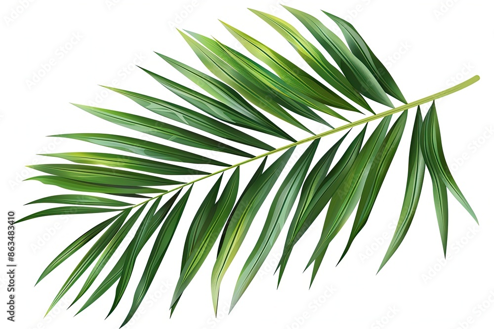 Fototapeta premium palm leaf isolated on white