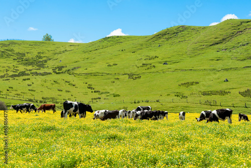Hereford cattle grazing a field of yellow buttercup in front of green hills. photo