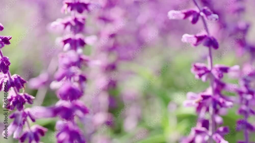 Lavender Flowers in Gentle Breeze Lavender Flowers in Gentle Breeze
