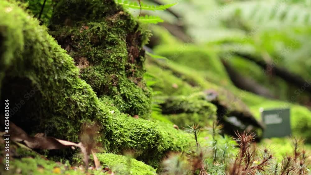 Lush Green Moss in Forest Lush Green Moss in Forest