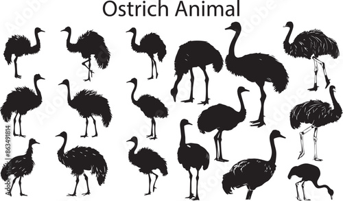 Set of Silhouette    Ostrich animal     vector illustration. Different poses silhouette ostrich vector illustration.
