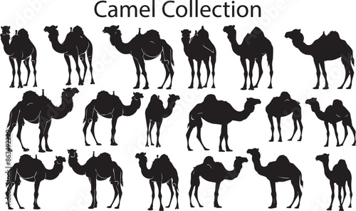 Set of Silhouette Camel Animal Vector illustration.