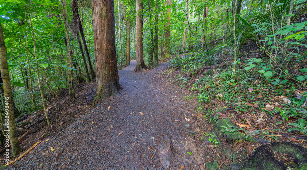 Obraz premium Track through tall trees and green foliage to Whangarei Falls