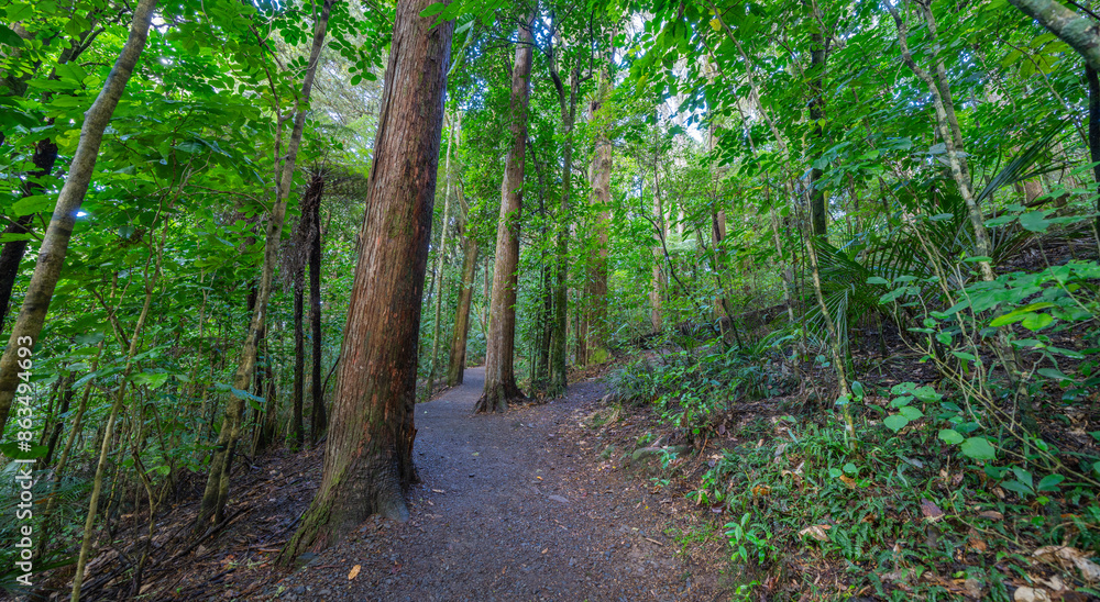 Track through tall trees and green foliage to Whangarei Falls Track through tall trees and green foliage to Whangarei Falls