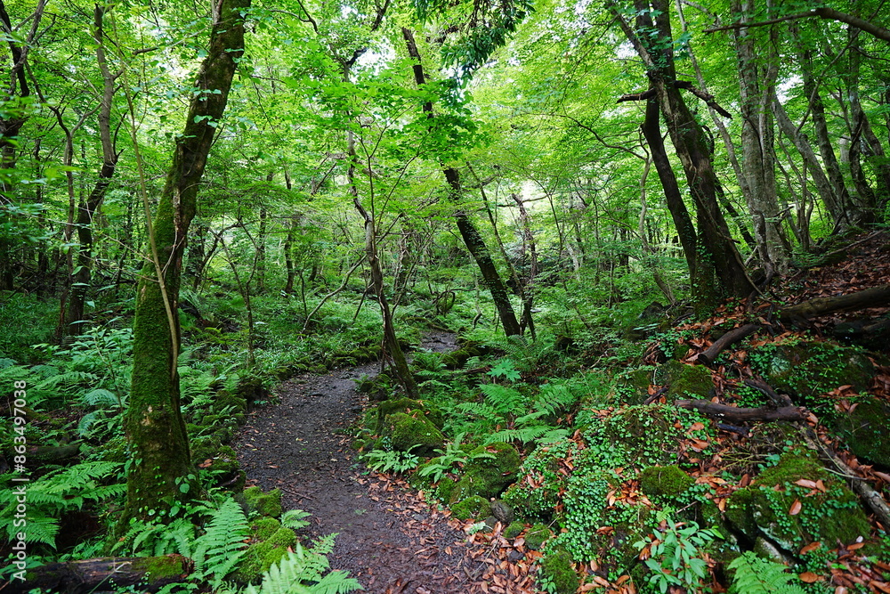 charming summer path through mossy rocks and ferns charming summer path through mossy rocks and ferns