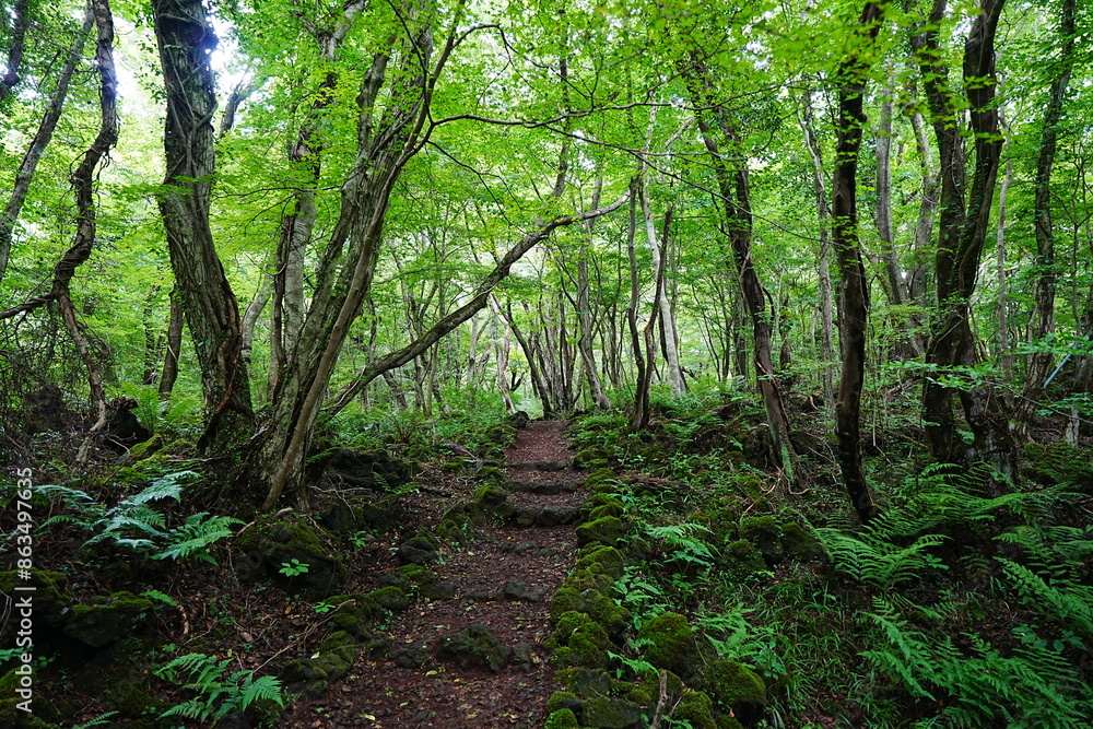 charming summer path through mossy rocks and ferns charming summer path through mossy rocks and ferns