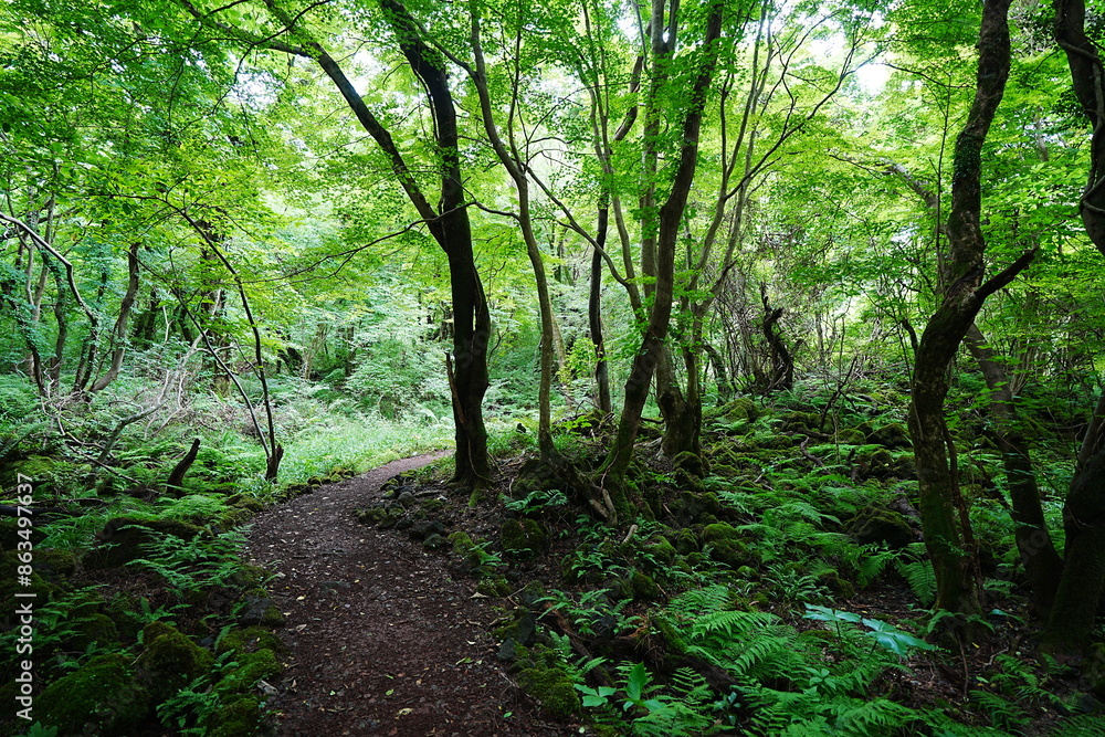 fine summer forest and path in the gleaming sunlight fine summer forest and path in the gleaming sunlight
