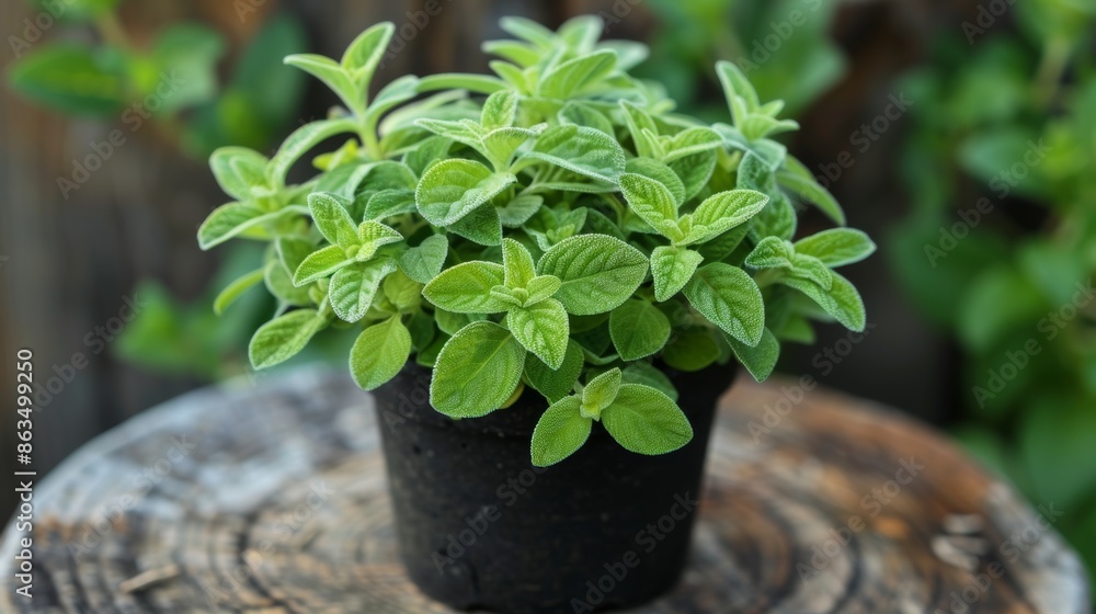 Marjoram Plant in Pot Marjoram Plant in Pot