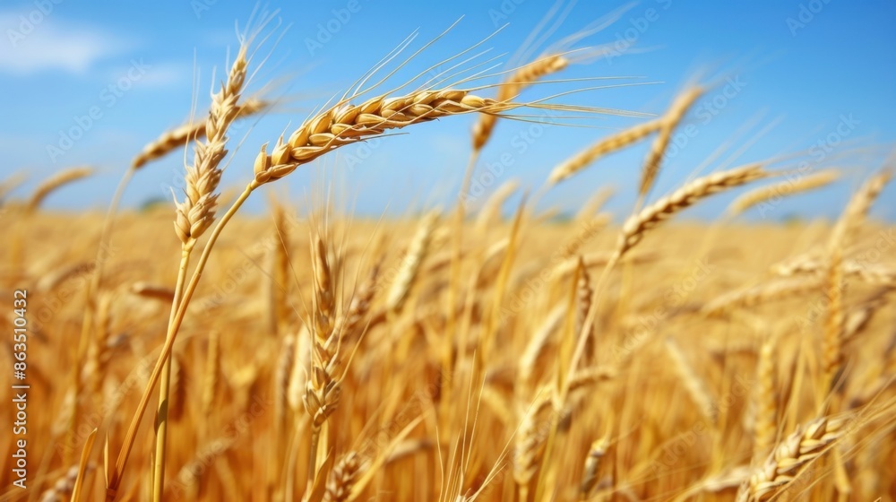 A vast field of golden wheat under a bright blue sky with fluffy white clouds.
A vast field of golden wheat under a bright blue sky with fluffy white clouds.