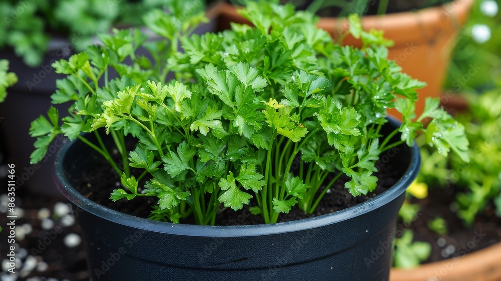 Fototapeta premium Parsley Plant in Pot 