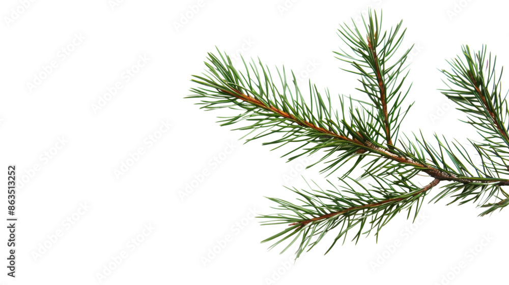 Pine branch green natural forest christmas tree on transparent background Pine branch green natural forest christmas tree on transparent background