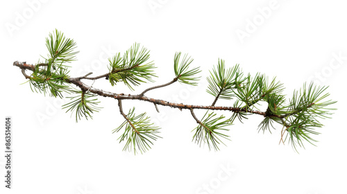 Pine branch green natural forest christmas tree on transparent background 