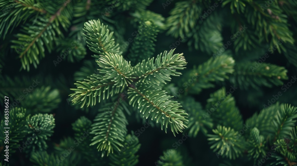 Obraz premium Pine Trees in the Forest -