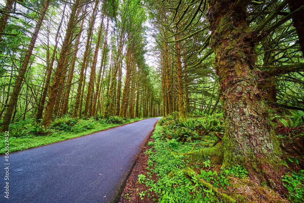 Fototapeta premium Lush Forest Road in Evola State Park Eye-Level Perspective
