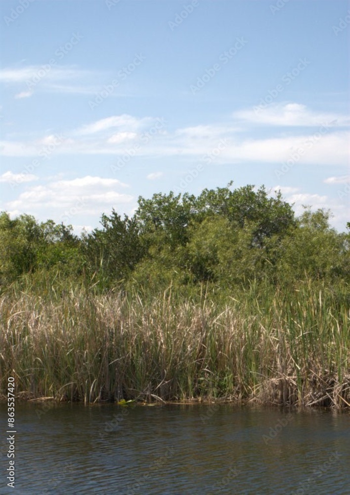 Una perfecta combinacion del agua con un verdor impresionante eso son los Everglades. Una perfecta combinacion del agua con un verdor impresionante eso son los Everglades.
