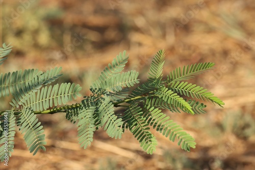 Green leaves closeup, nature concept, leaves background.