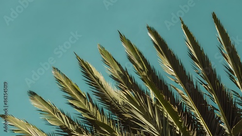 palm leaves with sharp tips against the sky, tropical tree photo