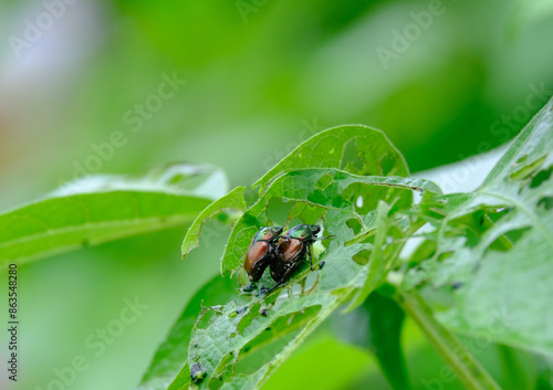 葉を食い荒らすつがいのコガネムシ photo