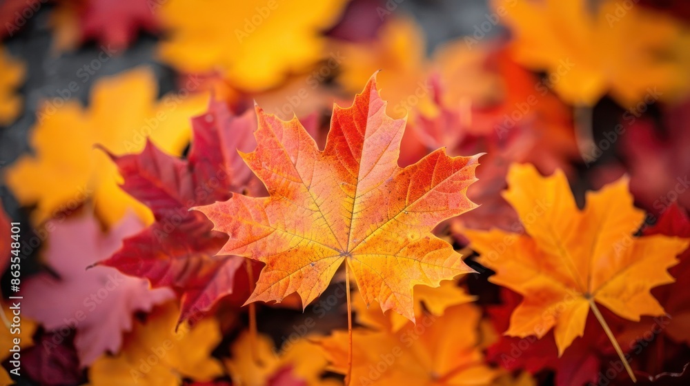 Crisp fall leaves rich autumn textures Crisp fall leaves rich autumn textures