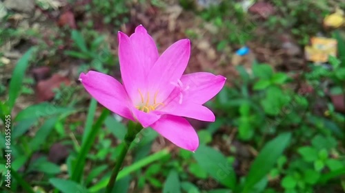 Zephyranthes carinata photo