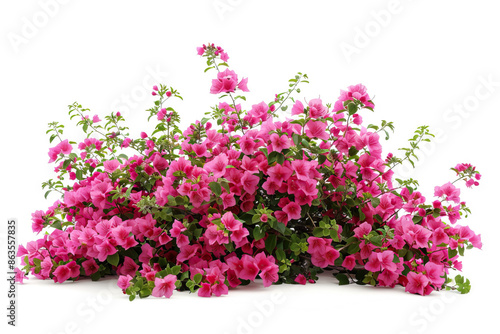 Lush pink flowers in full bloom, creating a vibrant and colorful display on a white background, embodying beauty and growth.