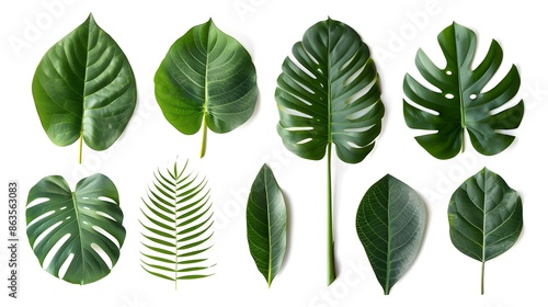Tropical green leaves collection isolated on white background