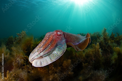 Obraz na plátně Australian Giant Cuttlefish migration